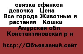 связка сфинкса. девочка › Цена ­ 500 - Все города Животные и растения » Кошки   . Амурская обл.,Константиновский р-н